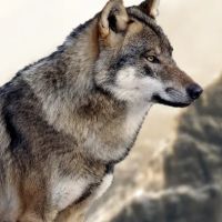 Premier Pet Clinic ico