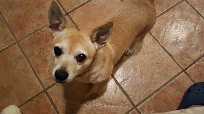 Premier Pet Clinic Picture 3