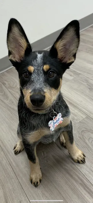 Premier Pet Clinic Picture 4