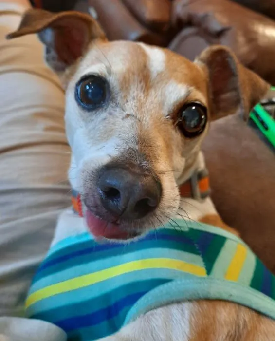 Premier Pet Clinic Picture 7