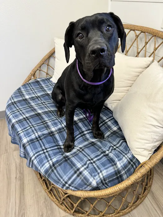 Premier Pet Clinic Picture 5