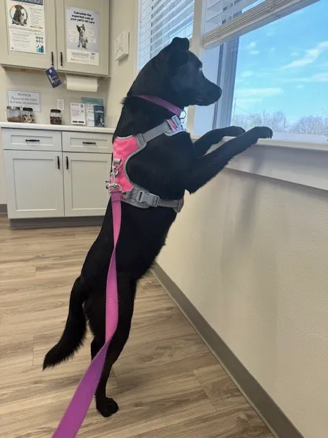 Premier Pet Clinic Picture 9