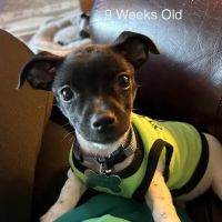 Hobbs Veterinary Clinic ico