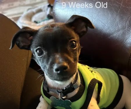 Hobbs Veterinary Clinic