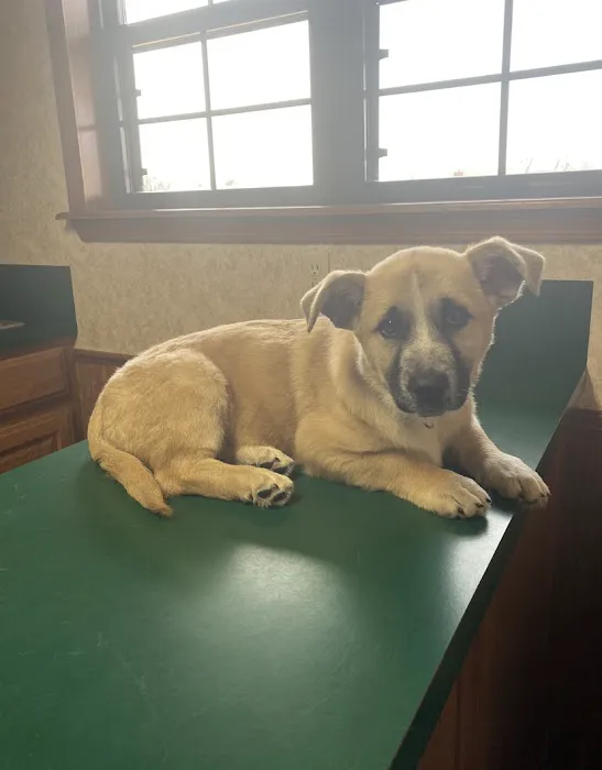 Hobbs Veterinary Clinic Picture 3