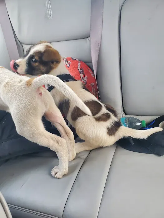 Lakeside Veterinary Services PLLC Picture 2