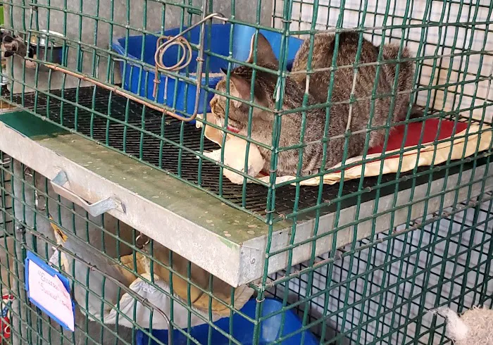 Lakeside Veterinary Services PLLC Picture 4