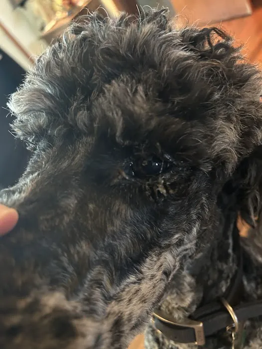 Lakeside Veterinary Services PLLC Picture 1