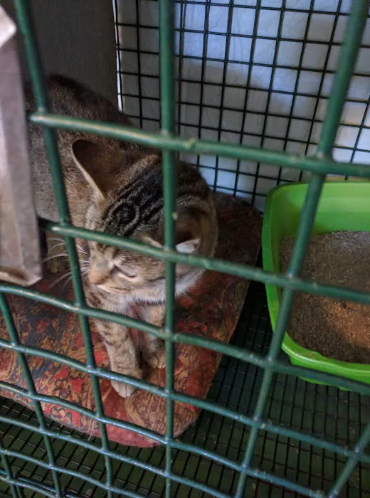 Lakeside Veterinary Services PLLC Picture 8