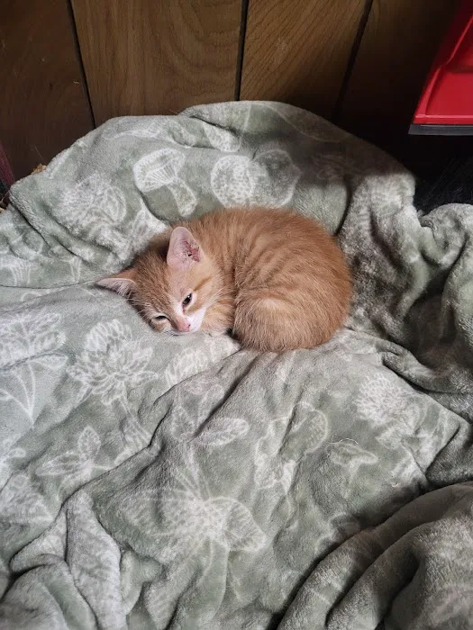 Premier Pet Clinic West Picture 2