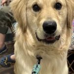 Premier Pet Clinic West