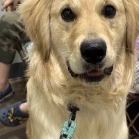 Premier Pet Clinic West ico