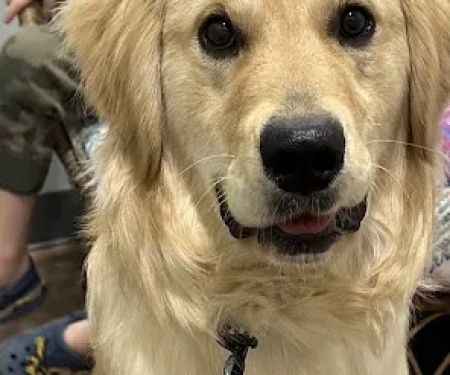 Premier Pet Clinic West