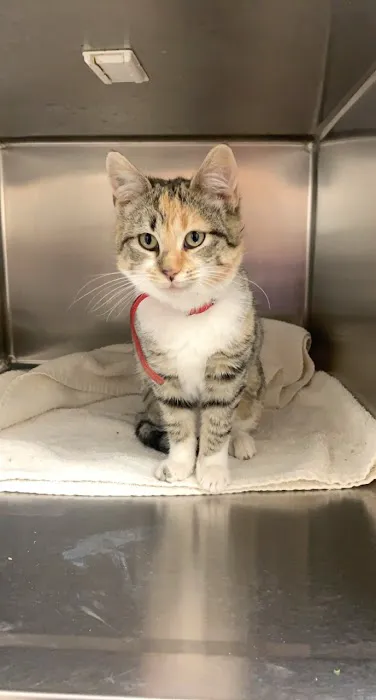 Northside Animal Clinic Picture 1