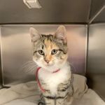 Northside Animal Clinic