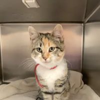 Northside Animal Clinic ico