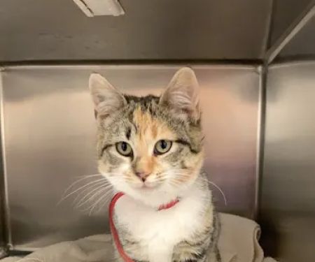 Northside Animal Clinic