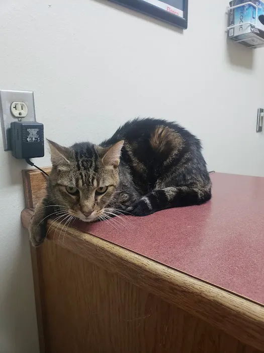 Northside Animal Clinic Picture 6