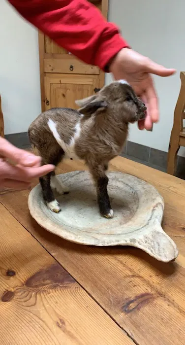 Northside Animal Clinic Picture 10