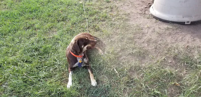 Northside Animal Clinic Picture 7