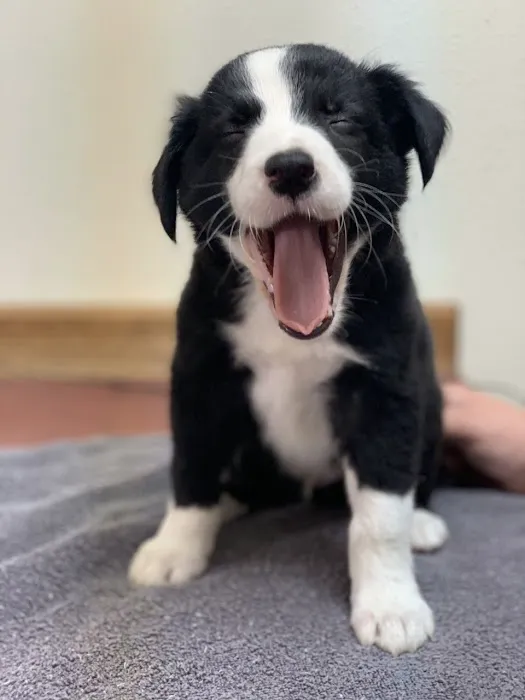 Northside Animal Clinic Picture 8