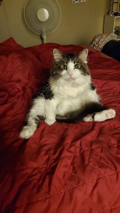 Animal Clinic of Wagoner Picture 4