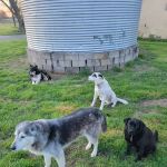 Animal Clinic of Wagoner