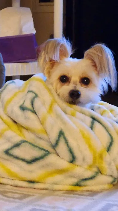 Animal Clinic of Wagoner Picture 2