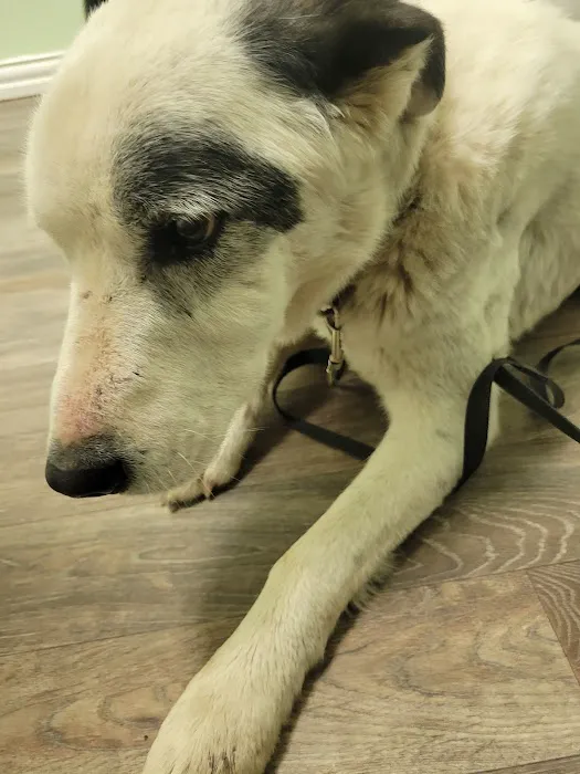 Animal Clinic of Wagoner Picture 6