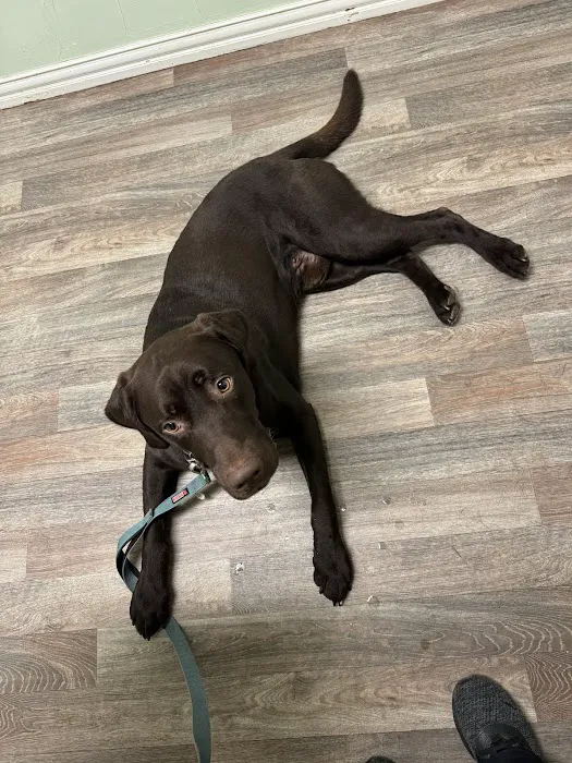 Animal Clinic of Wagoner Picture 7