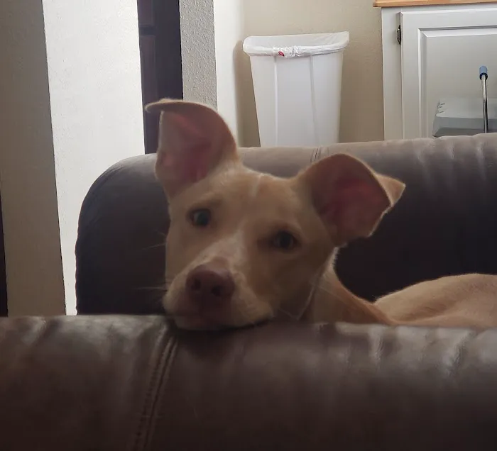 Animal Clinic of Wagoner Picture 10