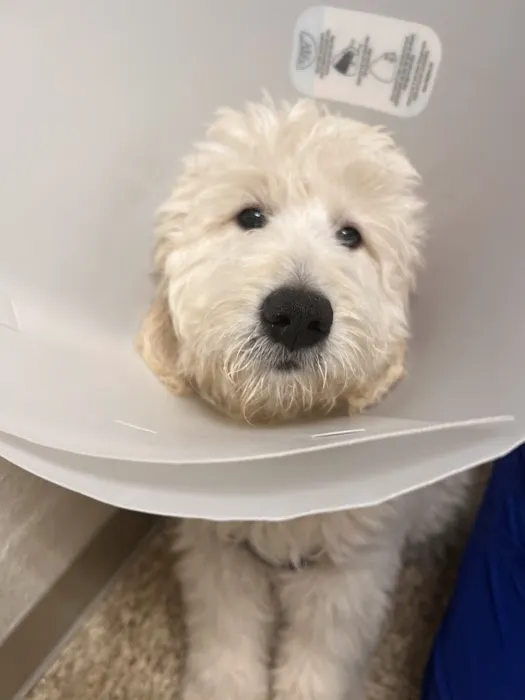 Southwest Pet Hospital Picture 1