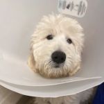 Southwest Pet Hospital