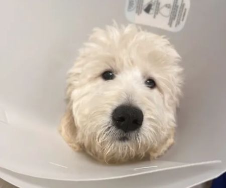 Southwest Pet Hospital