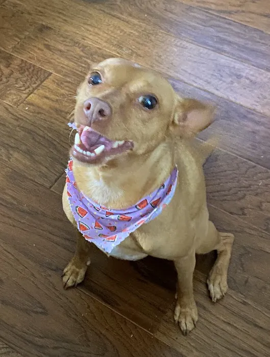 Southwest Pet Hospital Picture 5