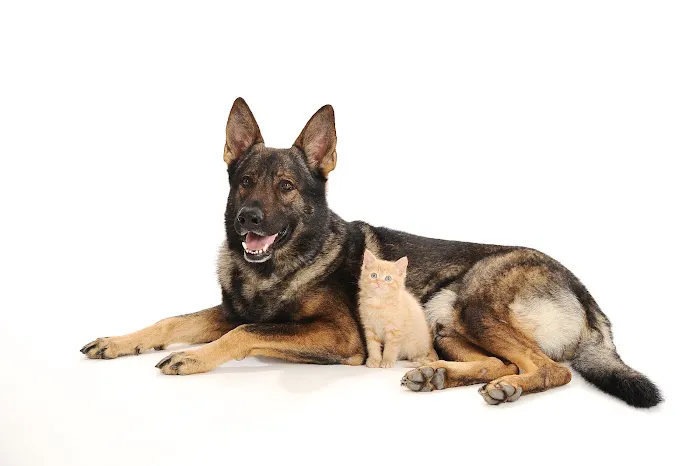 Southwest Pet Hospital Picture 9