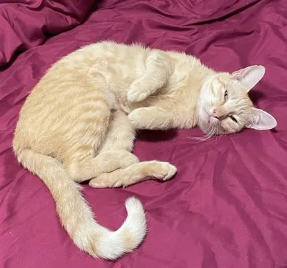 Southwest Pet Hospital Picture 6