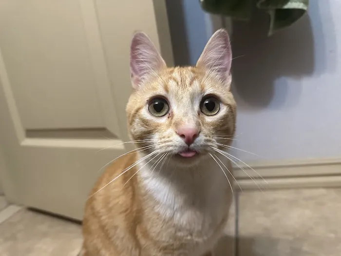 St Francis Animal Hospital Picture 4