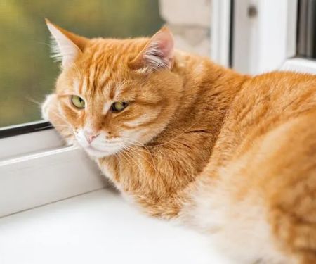 St Francis Animal Hospital