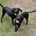 West Oaks Animal Hospital