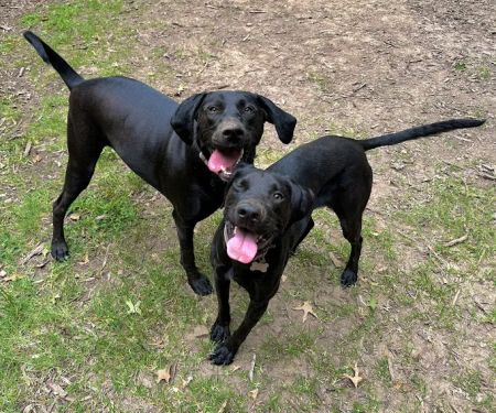 West Oaks Animal Hospital