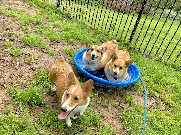 West Oaks Animal Hospital Picture 8