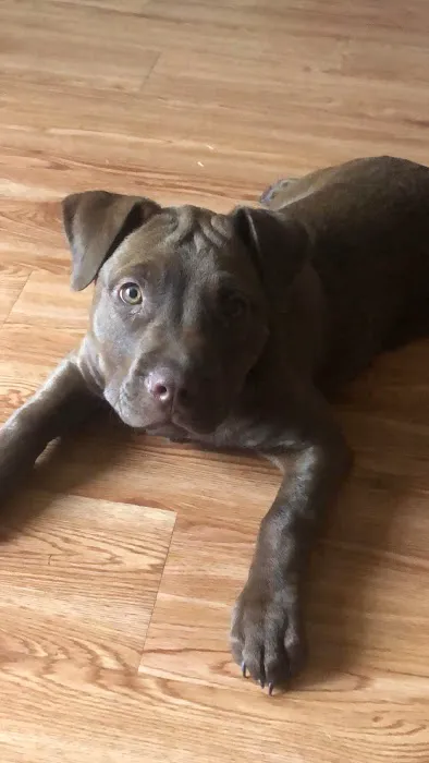 Fayetteville Veterinary Medical Center Picture 1