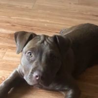 Fayetteville Veterinary Medical Center ico