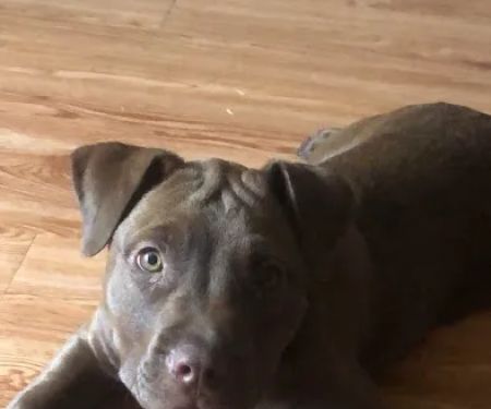 Fayetteville Veterinary Medical Center