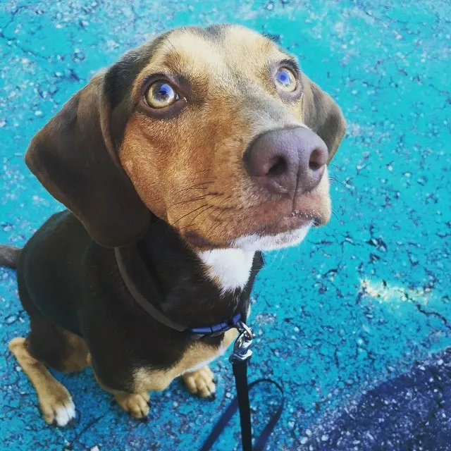 Fayetteville Veterinary Medical Center Picture 2