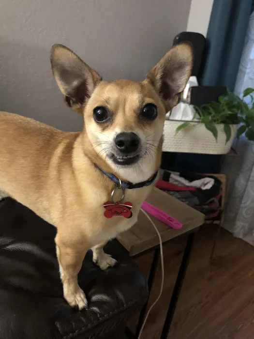 Fayetteville Veterinary Medical Center Picture 4