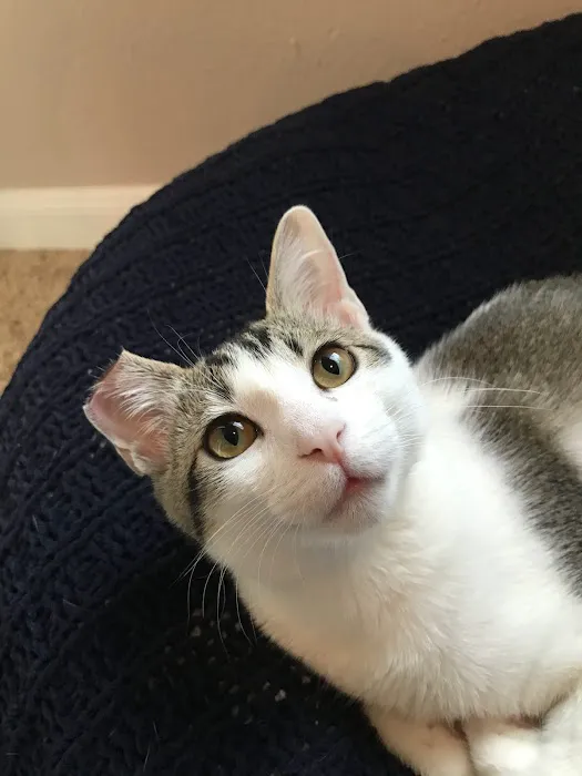 Stanton Animal Hospital Picture 1