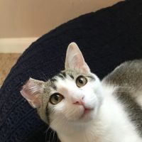 Stanton Animal Hospital ico