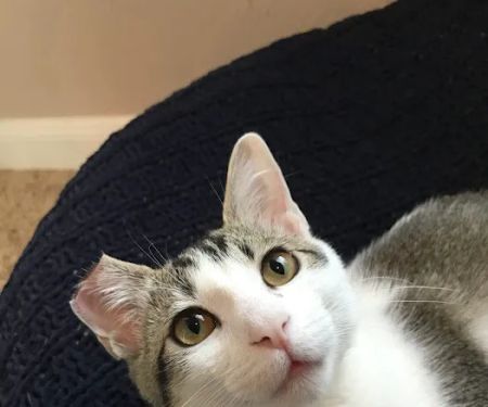 Stanton Animal Hospital